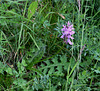 Dactylorhiza maculata
