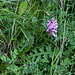 Dactylorhiza maculata