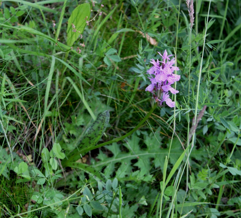 Dactylorhiza maculata