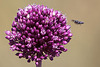 20110530 4478RTw [F] Lauch, Insekt, Parc Ornithologique, Camargue