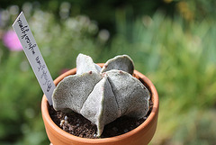 Astrophytum myriostigma