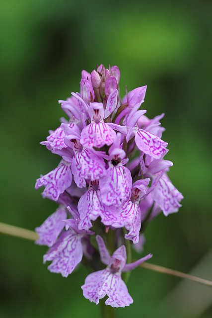 Dactylorhiza maculata 2
