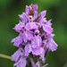 Dactylorhiza maculata 2