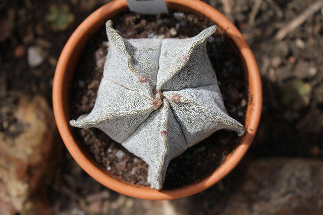 Astrophytum myriostigma (2)