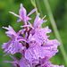 Dactylorhiza maculata 3