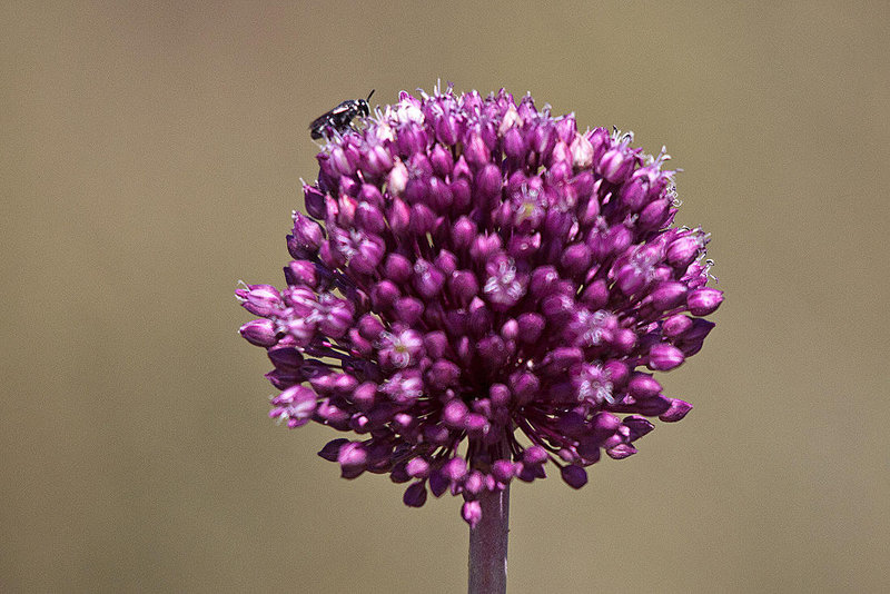 20110530 4476RTw [F] Kugel-Lauch (Allium  sphaerocephalon), Maskebbiene (Hylaeus agg), Parc Ornithologique [Camargue]