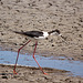 20110530 4475RTw [F] Stelzenläufer (Himantopus himantopus), Parc Ornithologique, Camargue