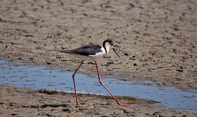 20110530 4474RTw [F] Stelzenläufer (Himantopus himantopus), Parc Ornithologique, Camargue