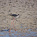 20110530 4473RTw [F] Stelzenläufer (Himantopus himantopus), Parc Ornithologique, Camargue