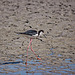 20110530 4472RTw [F] Stelzenläufer (Himantopus himantopus), Parc Ornithologique, Camargue