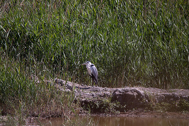 20110530 4471RTw [F] Graureiher, Parc Ornithologique, Camargue