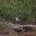 20110530 4471RTw [F] Graureiher, Parc Ornithologique, Camargue