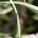 20110530 4461RTw [V] Libelle, Parc Ornithologique, Camargue
