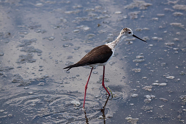 20110530 4459RTw [F] Stelzenläufer (Himantopus himantopus), Parc Ornithologique, Camargue