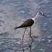 20110530 4459RTw [F] Stelzenläufer (Himantopus himantopus), Parc Ornithologique, Camargue