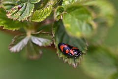 20110519 2754RMw [D~MI] Blutzikade (Cercopis vulnerata), Großes Torfmoor, Hille