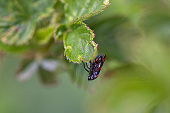 20110519 2753RMw [D~MI] Blutzikade (Cercopis vulnerata), Großes Torfmoor, Hille