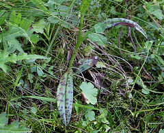 Dactylorhiza maculata (2)