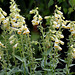 Digitalis grandiflora (2)