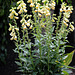 Digitalis grandiflora