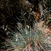 Fétuque bleue- Festuca arvernensis - Groupe ovina