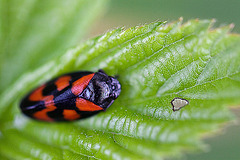 20110519 2740RAw [D~MI] Blutzikade (Cercopis vulnerata), Großes Torfmoor, Hille