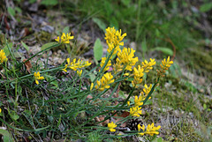 Genista sagitallis