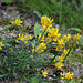 Genista sagitallis