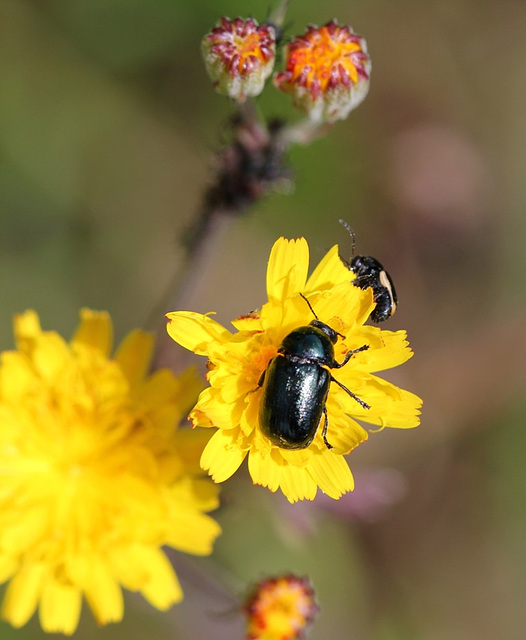 repas sur Hieracium