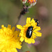 repas sur Hieracium