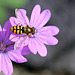 Mouche à fleur