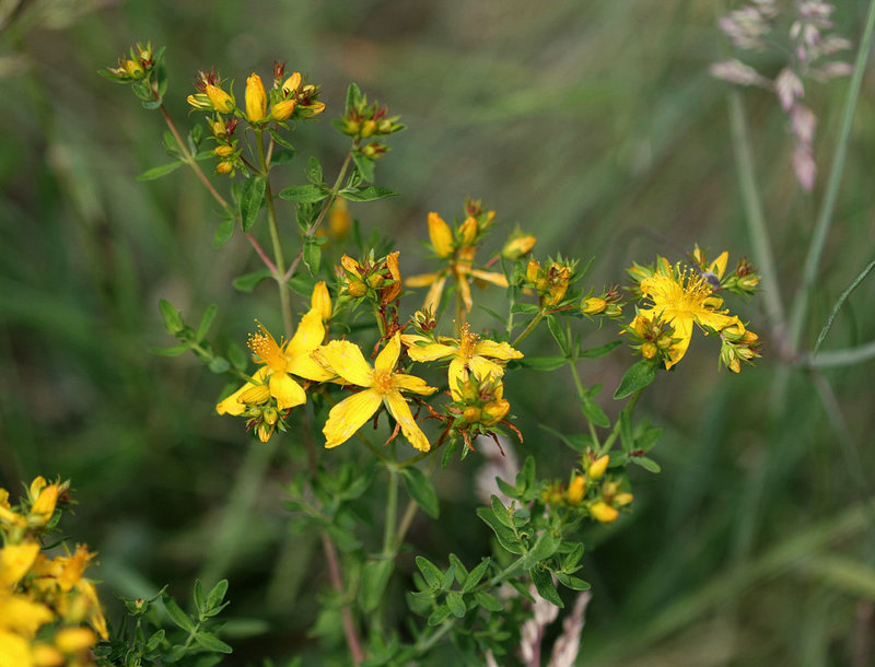 Millepertuis