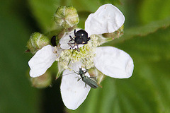 20110519 2701RAfw Rüssel-, Scheinbock-Käfer (w)