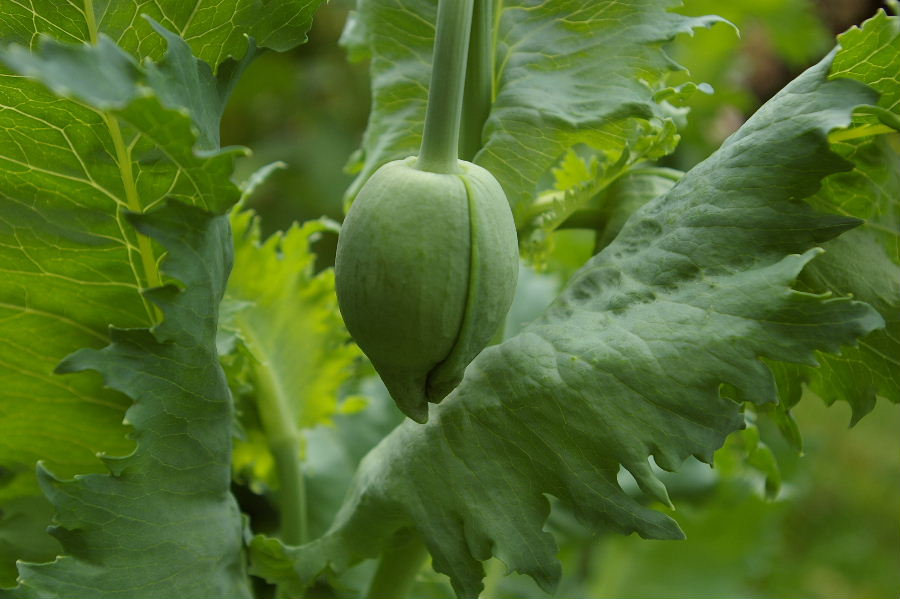 papaver