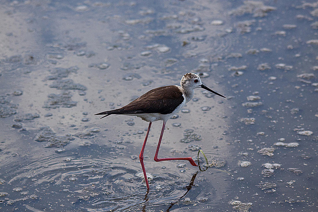 20110530 4458RTw [F] Stelzenläufer (Himantopus himantopus), Parc Ornithologique, Camargue