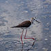 20110530 4458RTw [F] Stelzenläufer (Himantopus himantopus), Parc Ornithologique, Camargue