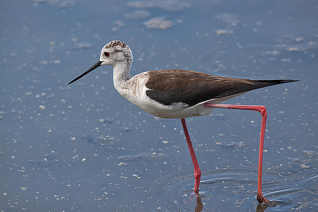 20110530 4456RTw [F] Stelzenläufer (Himantopus himantopus), Parc Ornithologique, Camargue