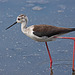 20110530 4456RTw [F] Stelzenläufer (Himantopus himantopus), Parc Ornithologique, Camargue