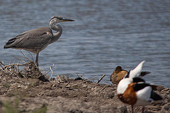 20110530 4453RTw [F] Graureiher, Brandgans, Ente, Parc Ornithologique, Camargue