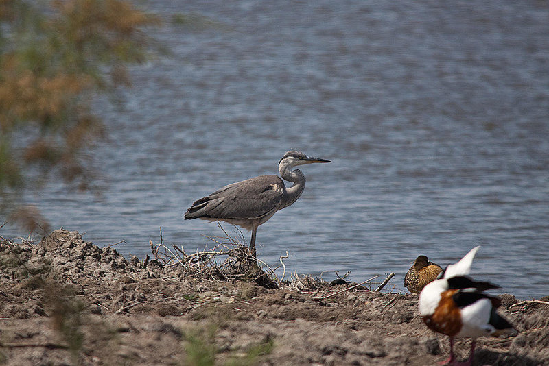 20110530 4452RTw [F] Graureiher, Brandgans, Ente, Parc Ornithologique, Camargue