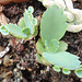 kalanchoe P8062598-2