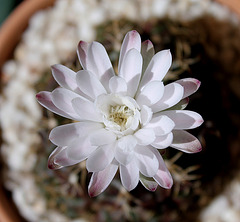 Gymnocalycium anitzii