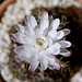 Gymnocalycium anitzii