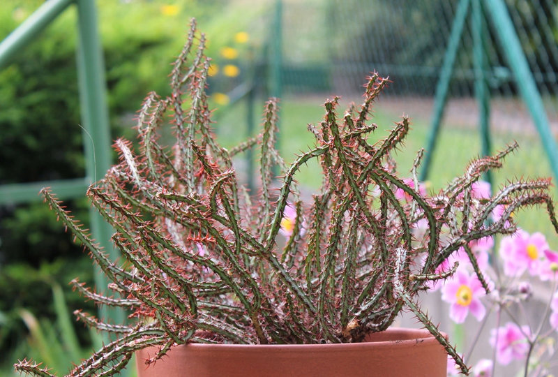 Euphorbia aeruginosa