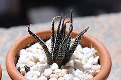 Haworthia kuentzii