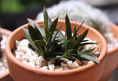 Alworthia "Black Gem"( parfois H."Scaba Valarteg" )