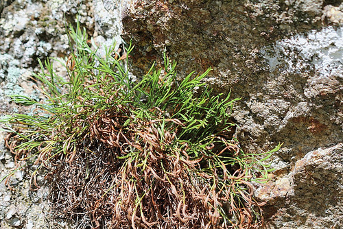 Asplenium septentrionale