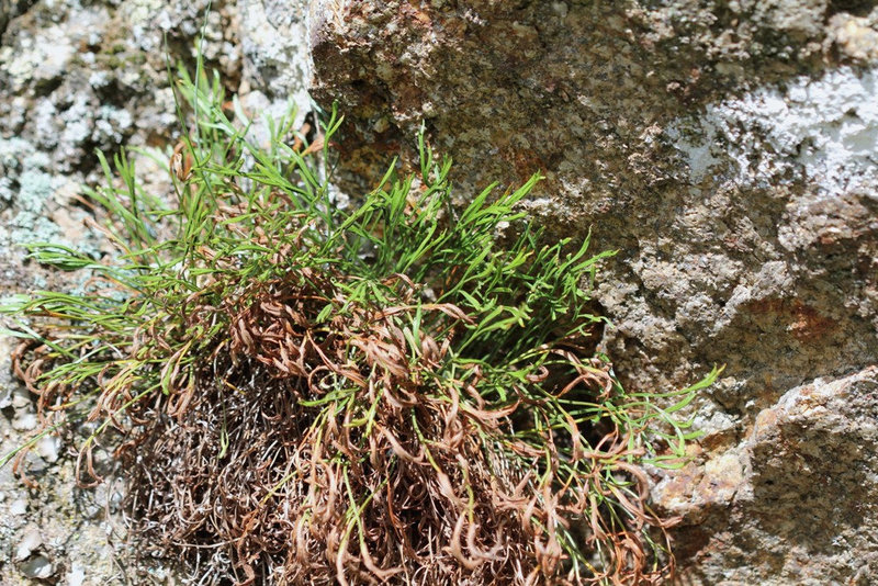 Asplenium septentrionale