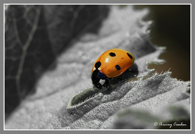 Coccinelle 1