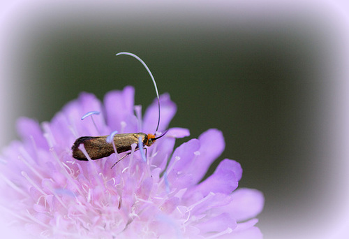 Nemophora metallica ( Adela metallica) - Adèle de la Scabieuse